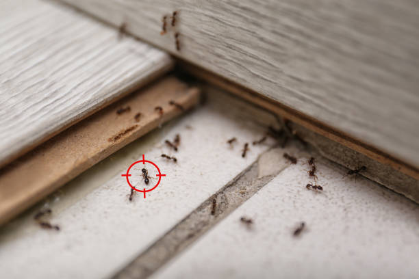 Best Wildlife Control Services  in Winnemucca, NV