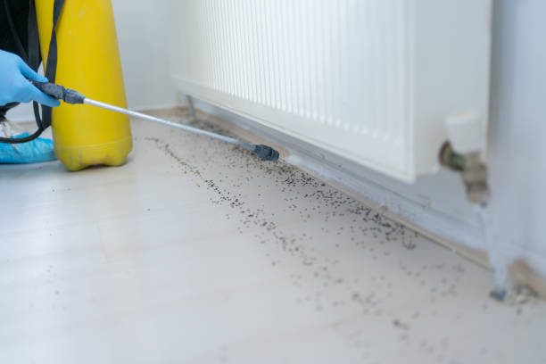 Best Emergency Pest Control  in Winnemucca, NV